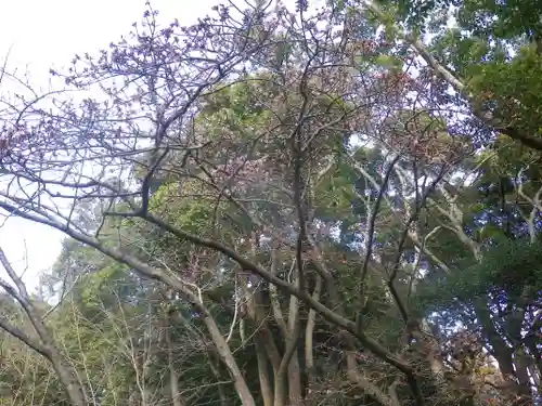 鶴岡八幡宮の自然