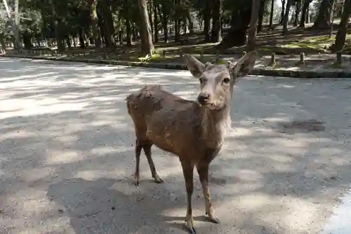 興福寺の動物