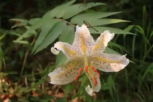 鹿島大神宮の自然