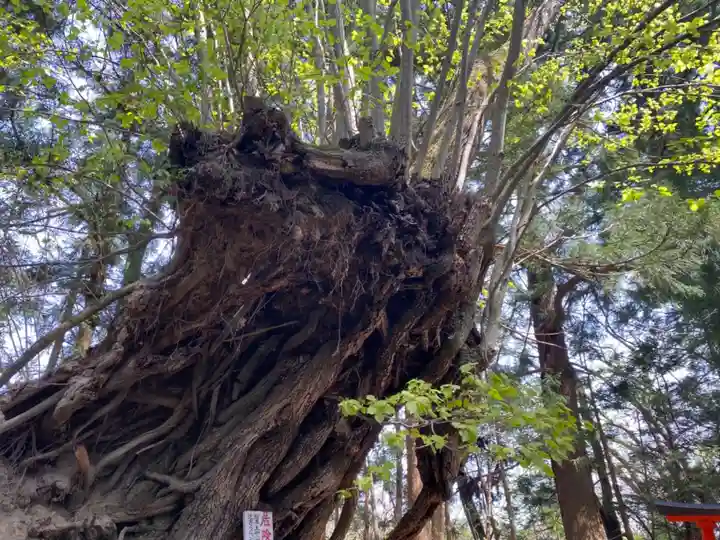 御嶽神社の自然