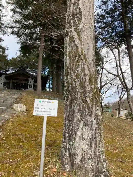 美国神社の自然