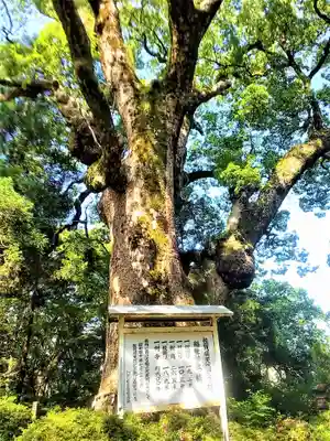 稲佐神社の自然