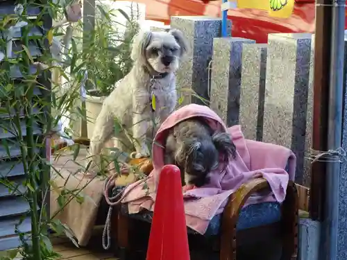 菊名神社の動物