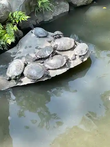石切劔箭神社の動物