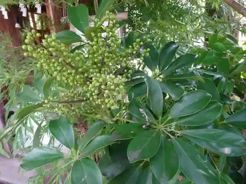 菊名神社の自然