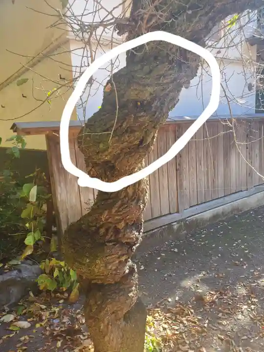 宇都宮神社(白岩町)の自然