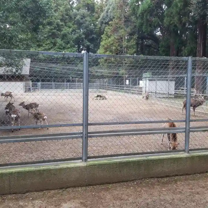 鹿島神宮の動物