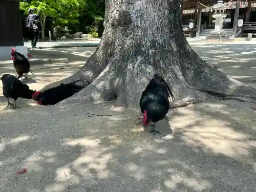 玉祖神社の{uncategorized: "未分類", other: "その他", undefined: "問題あり", building: "その他建物", grave: "お墓", sacred_gate: "鳥居", guardian: "狛犬", statue: "像", buddha: "仏像", history: "歴史", nature: "自然", garden: "庭園", animal: "動物", pagoda: "塔", temizu: "手水舎", mountain_gate: "山門・神門", sanctuary: "本殿・本堂", subordinate: "末社・摂社", art: "芸術", scenery: "景色", jizo: "地蔵", ema: "絵馬", goshuin: "御朱印", omikuji: "おみくじ", items: "授与品その他", amulet: "お守り", goshuincho: "御朱印帳", eats: "食事", festival: "お祭り", votive_dance: "神楽", shichigosan: "七五三参", wedding: "結婚式", experience: "体験その他", initially: "初詣", around: "周辺", anti_infection: "感染症対策"}