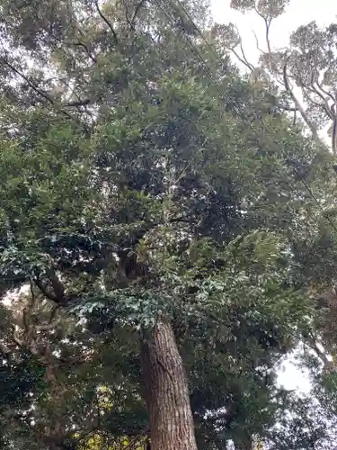 新山神社の自然