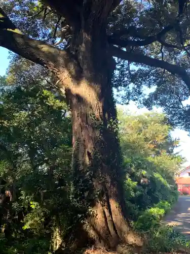 金刀比羅神社(茨城県)