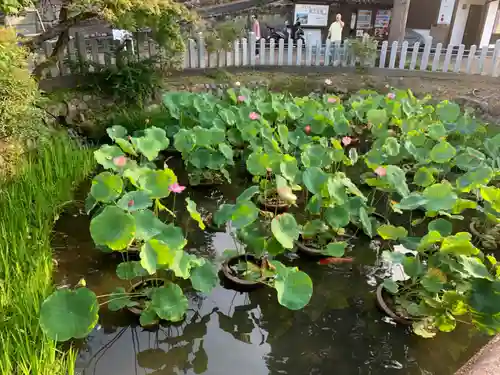 くろ谷 金戒光明寺の庭園