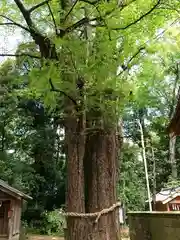 玉敷神社の自然