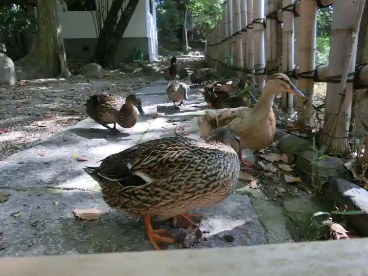 住吉大社の動物