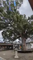 平野神社(京都府)