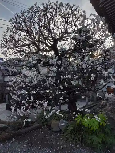 寳泉寺(東京都)
