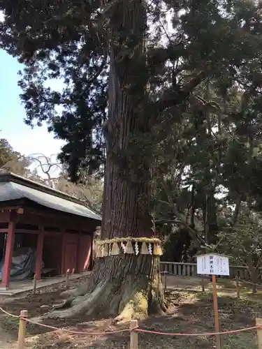 志波彦神社・鹽竈神社の自然