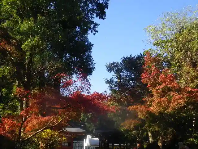 鶴岡八幡宮の自然