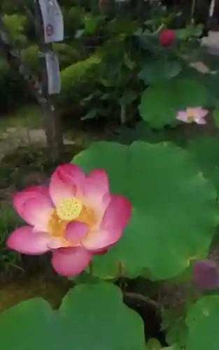 法金剛院の自然