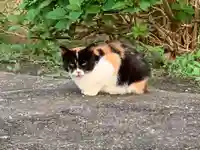 玉﨑神社の動物