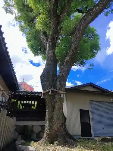 八幡社（四女子八幡社）の自然