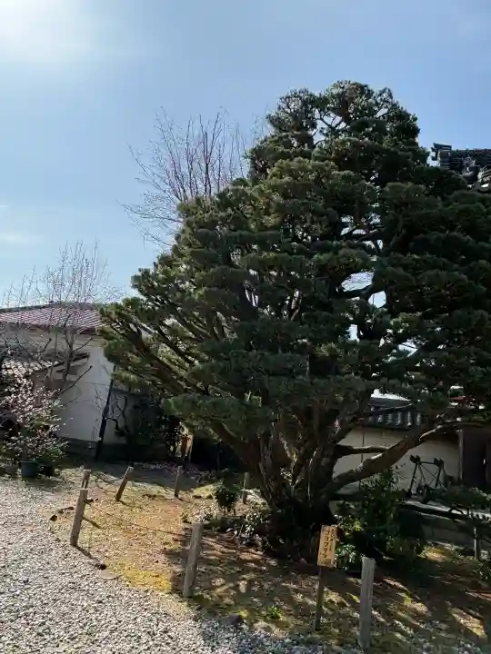 梅宮大社の{uncategorized: "未分類", other: "その他", undefined: "問題あり", building: "その他建物", grave: "お墓", sacred_gate: "鳥居", guardian: "狛犬", statue: "像", buddha: "仏像", history: "歴史", nature: "自然", garden: "庭園", animal: "動物", pagoda: "塔", temizu: "手水舎", mountain_gate: "山門・神門", sanctuary: "本殿・本堂", subordinate: "末社・摂社", art: "芸術", scenery: "景色", jizo: "地蔵", ema: "絵馬", goshuin: "御朱印", omikuji: "おみくじ", items: "授与品その他", amulet: "お守り", goshuincho: "御朱印帳", eats: "食事", festival: "お祭り", votive_dance: "神楽", shichigosan: "七五三参", wedding: "結婚式", experience: "体験その他", initially: "初詣", around: "周辺", anti_infection: "感染症対策"}