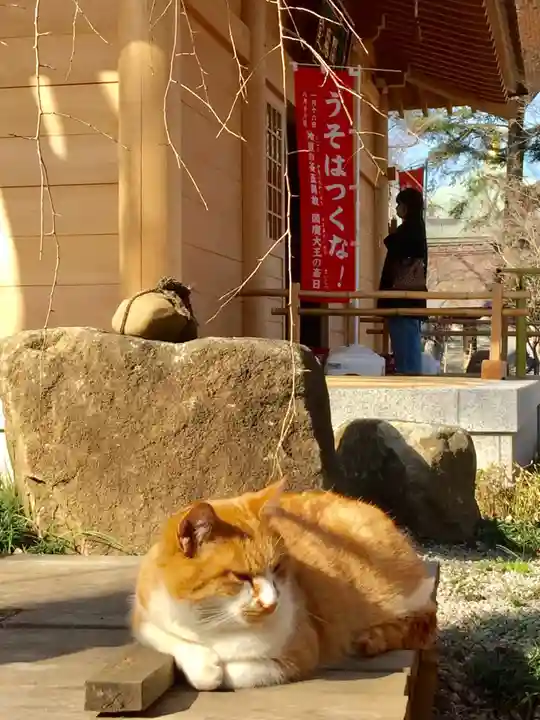 淨眞寺の動物
