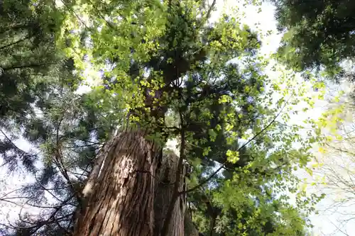 磐椅神社の自然