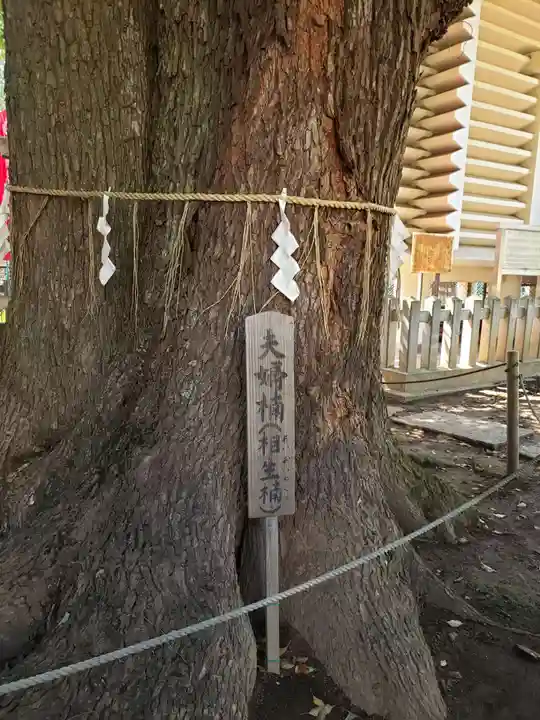 諏訪神社の自然