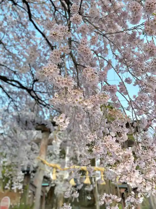 山家神社の自然