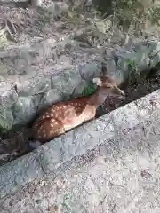 春日大社の動物