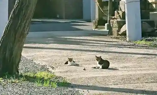 阿邪訶根神社の動物