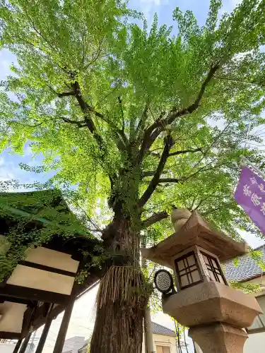 河内國魂神社の{uncategorized: "未分類", other: "その他", undefined: "問題あり", building: "その他建物", grave: "お墓", sacred_gate: "鳥居", guardian: "狛犬", statue: "像", buddha: "仏像", history: "歴史", nature: "自然", garden: "庭園", animal: "動物", pagoda: "塔", temizu: "手水舎", mountain_gate: "山門・神門", sanctuary: "本殿・本堂", subordinate: "末社・摂社", art: "芸術", scenery: "景色", jizo: "地蔵", ema: "絵馬", goshuin: "御朱印", omikuji: "おみくじ", items: "授与品その他", amulet: "お守り", goshuincho: "御朱印帳", eats: "食事", festival: "お祭り", votive_dance: "神楽", shichigosan: "七五三参", wedding: "結婚式", experience: "体験その他", initially: "初詣", around: "周辺", anti_infection: "感染症対策"}