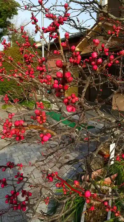 小村井 香取神社の自然