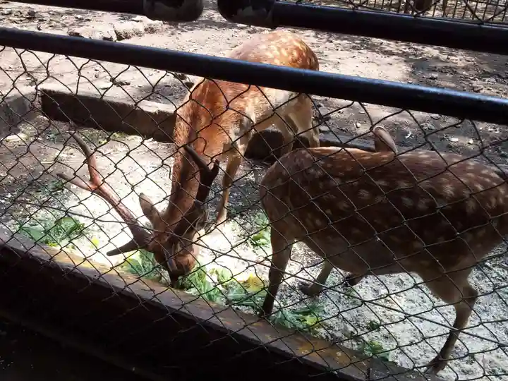 三嶋大社の動物
