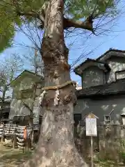 上戸田氷川神社の自然