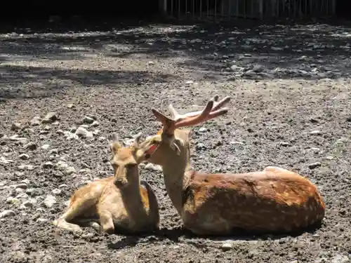 三嶋大社の動物