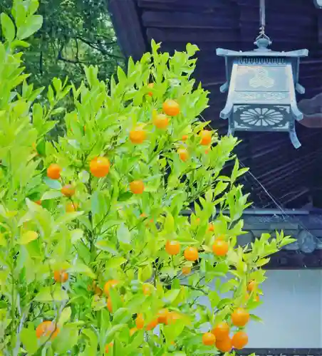 三津厳島神社の自然