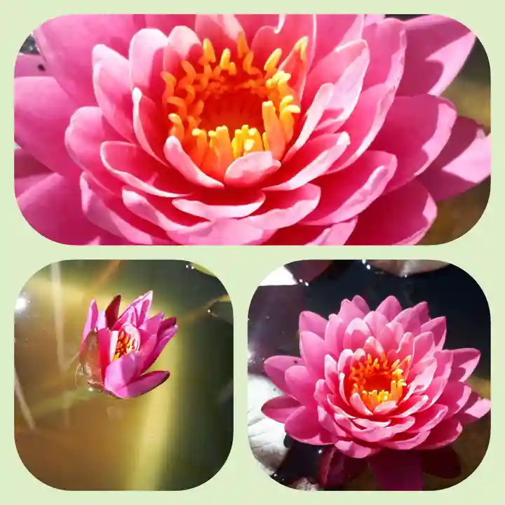 極楽山 浄土寺の自然