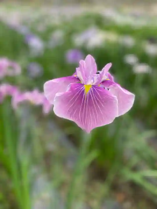 小國神社(静岡県)