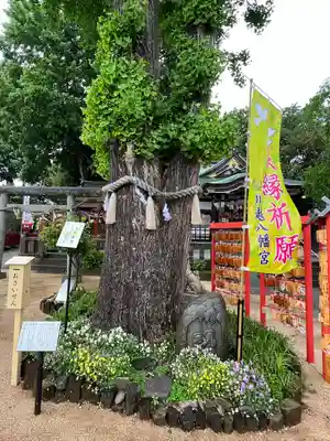 川越八幡宮(埼玉県)