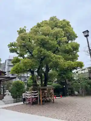 蒲田八幡神社(東京都)