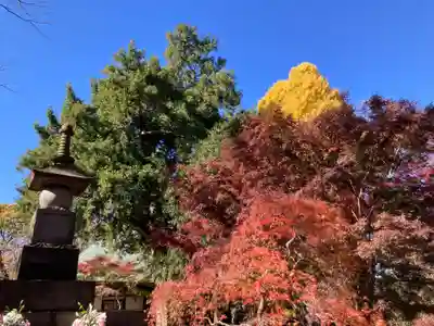 淨眞寺(東京都)