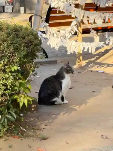柏諏訪神社(千葉県)