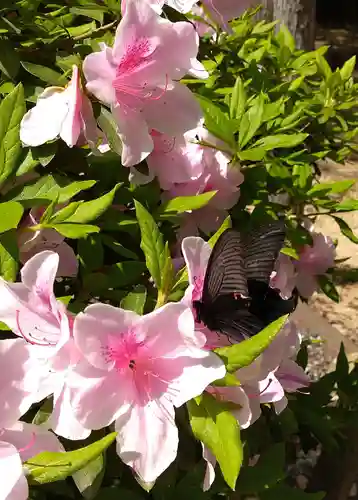 早瀧比咩神社(岡山県)