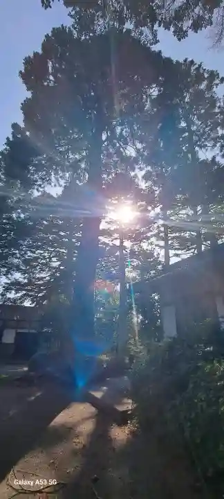 蛇ケ崎八幡神社の{uncategorized: "未分類", other: "その他", undefined: "問題あり", building: "その他建物", grave: "お墓", sacred_gate: "鳥居", guardian: "狛犬", statue: "像", buddha: "仏像", history: "歴史", nature: "自然", garden: "庭園", animal: "動物", pagoda: "塔", temizu: "手水舎", mountain_gate: "山門・神門", sanctuary: "本殿・本堂", subordinate: "末社・摂社", art: "芸術", scenery: "景色", jizo: "地蔵", ema: "絵馬", goshuin: "御朱印", omikuji: "おみくじ", items: "授与品その他", amulet: "お守り", goshuincho: "御朱印帳", eats: "食事", festival: "お祭り", votive_dance: "神楽", shichigosan: "七五三参", wedding: "結婚式", experience: "体験その他", initially: "初詣", around: "周辺", anti_infection: "感染症対策"}