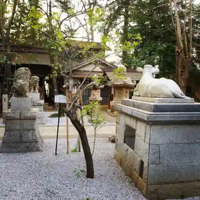 小金井神社の狛犬