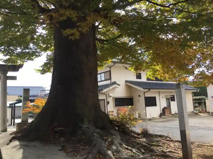 諏訪神社の自然