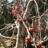 豊景神社の自然