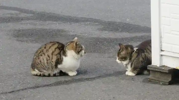 御誕生寺(猫寺)の動物