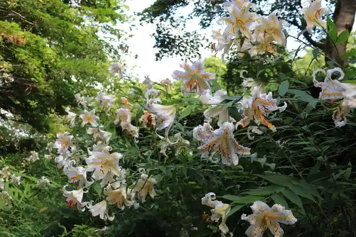 三春大神宮の自然